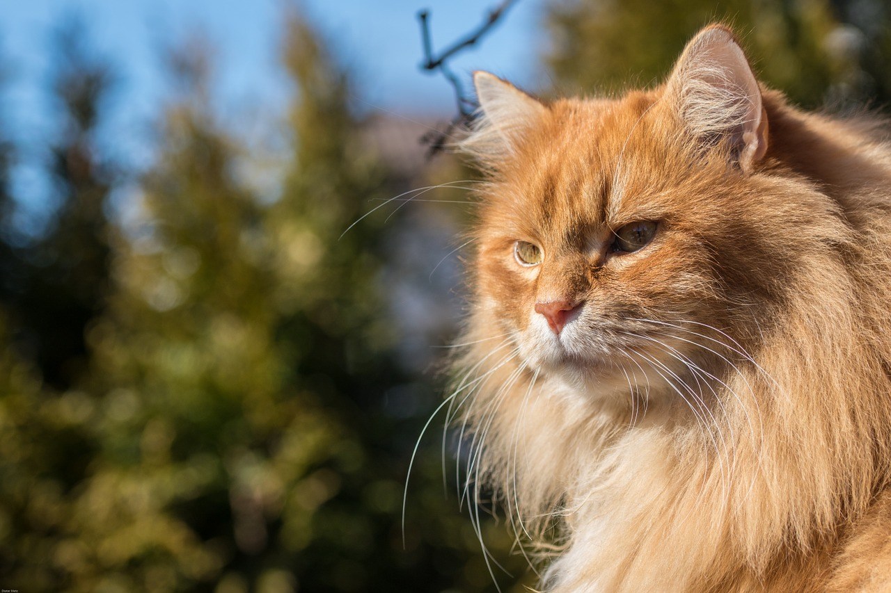 Норвежская длинношерстная Лесная кошка рыжая