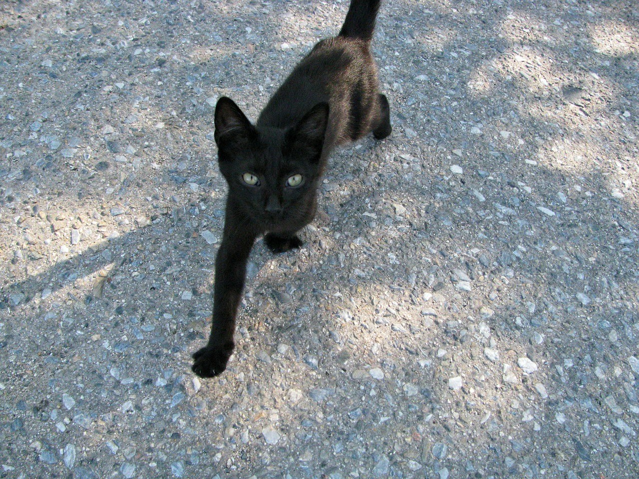 Худая черная кошка