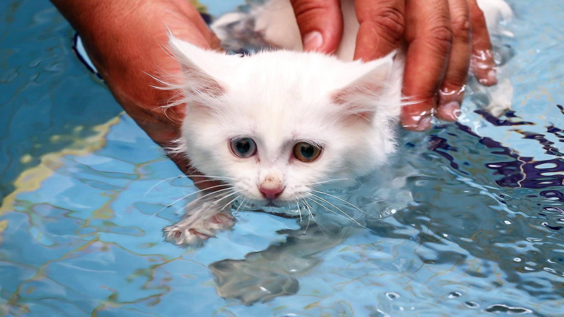 Кошки в озерах. Турецкий Ван кошка. Турецкая Ванская кошка озеро Ван. Турецкий Ван плавает. Ванские кошки на озере Ван.