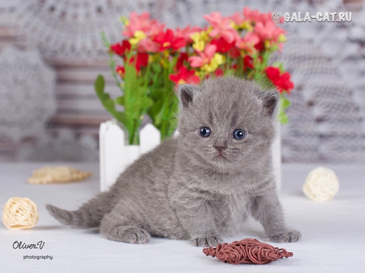 Британский котенок 6 месяцев. Котенок британец 6 месяцев. Котята британцы 3 недели. Британский котенок 3 месяца.