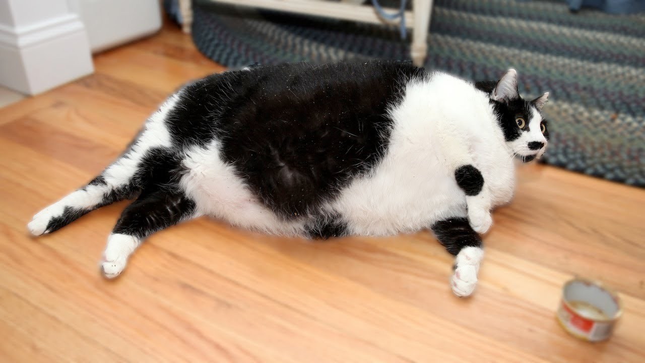 Красивые киски толстых. Толстый кот. Толстая кошка. Толстый черно белый кот. Толстый белый кот.
