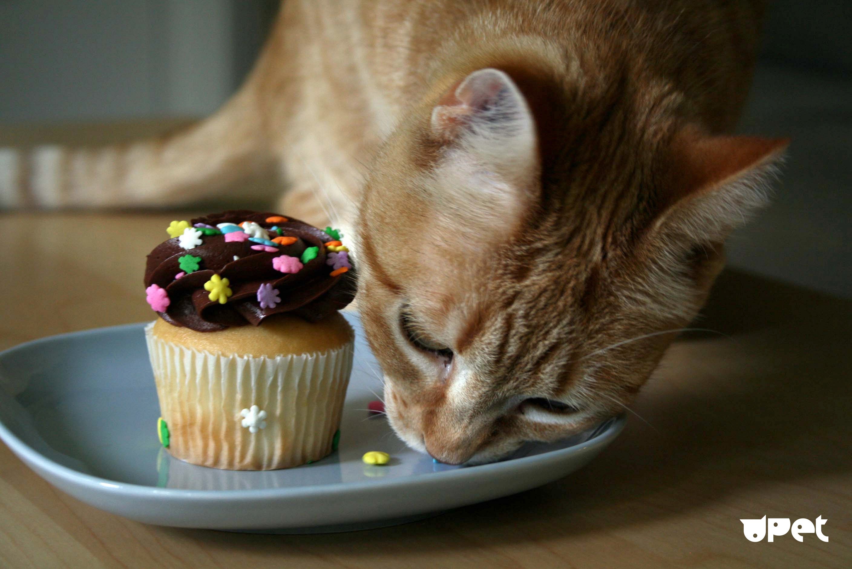 Сладкий чувствоваться. Сладости для кошек. Котик со сладостями. Кот и пирожное. Торт с котятами.