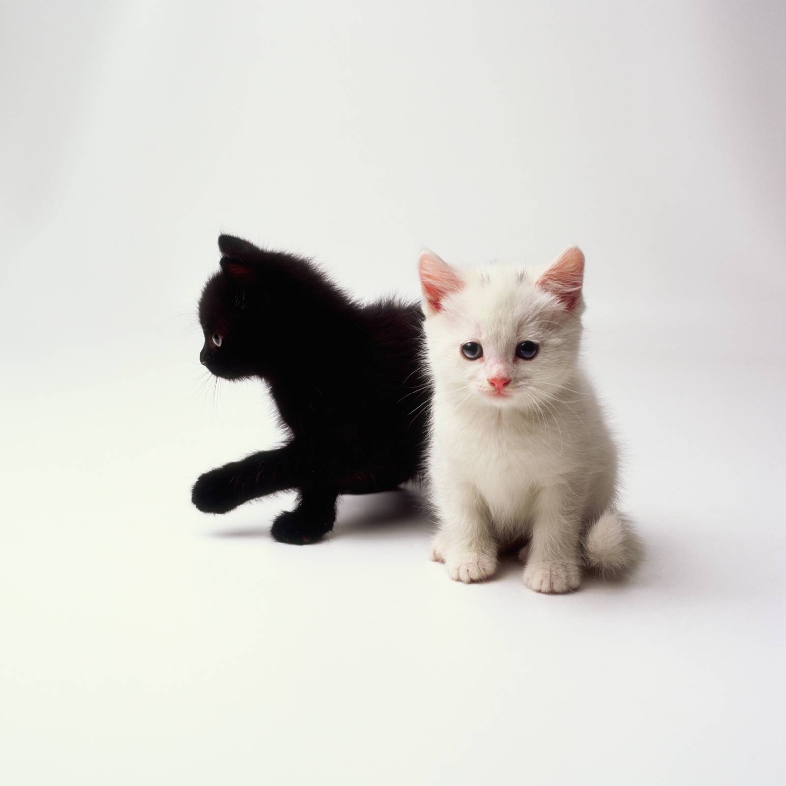 Черно белые кошки и котята