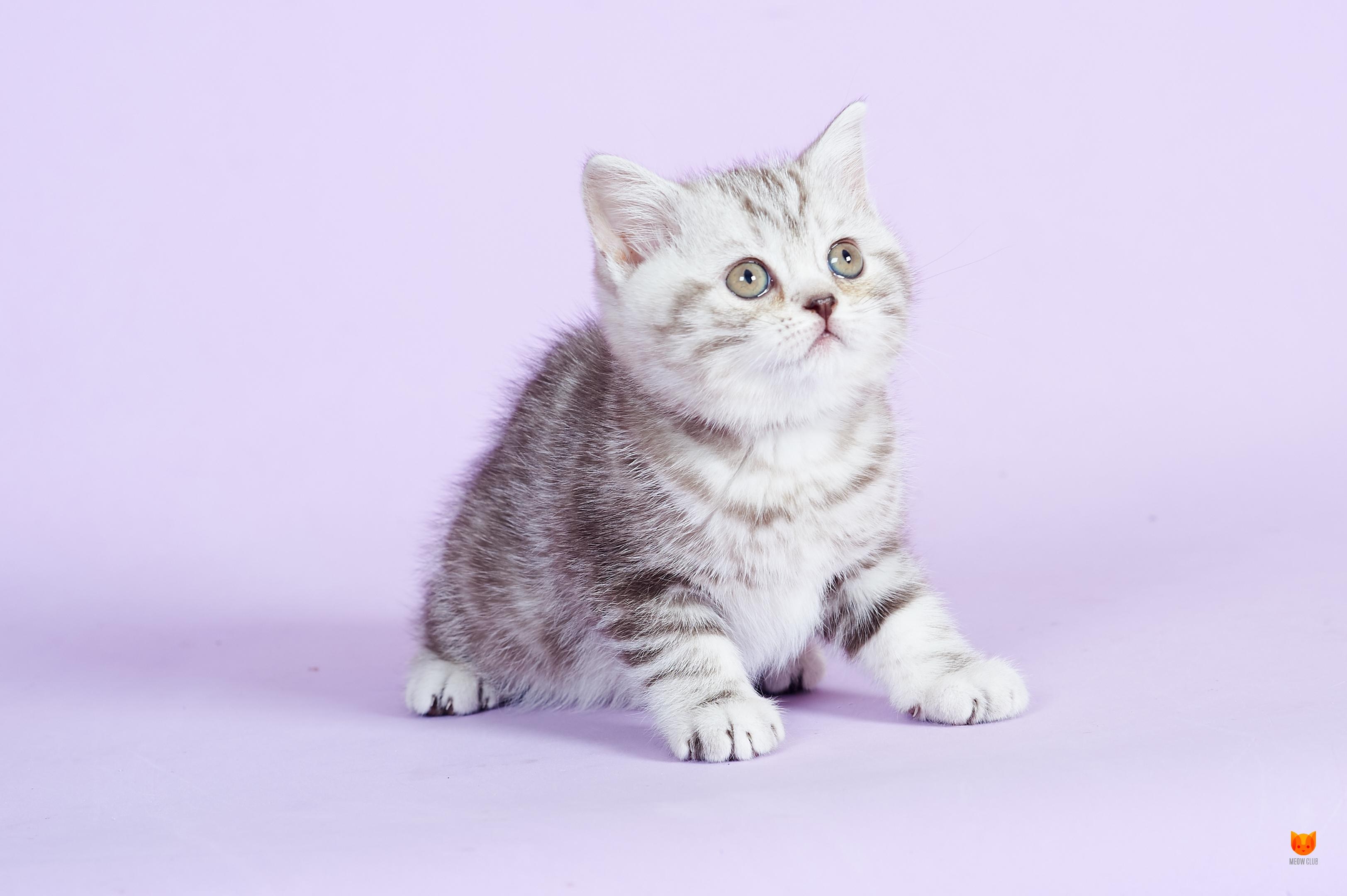 Британская серебристая мраморная кошка