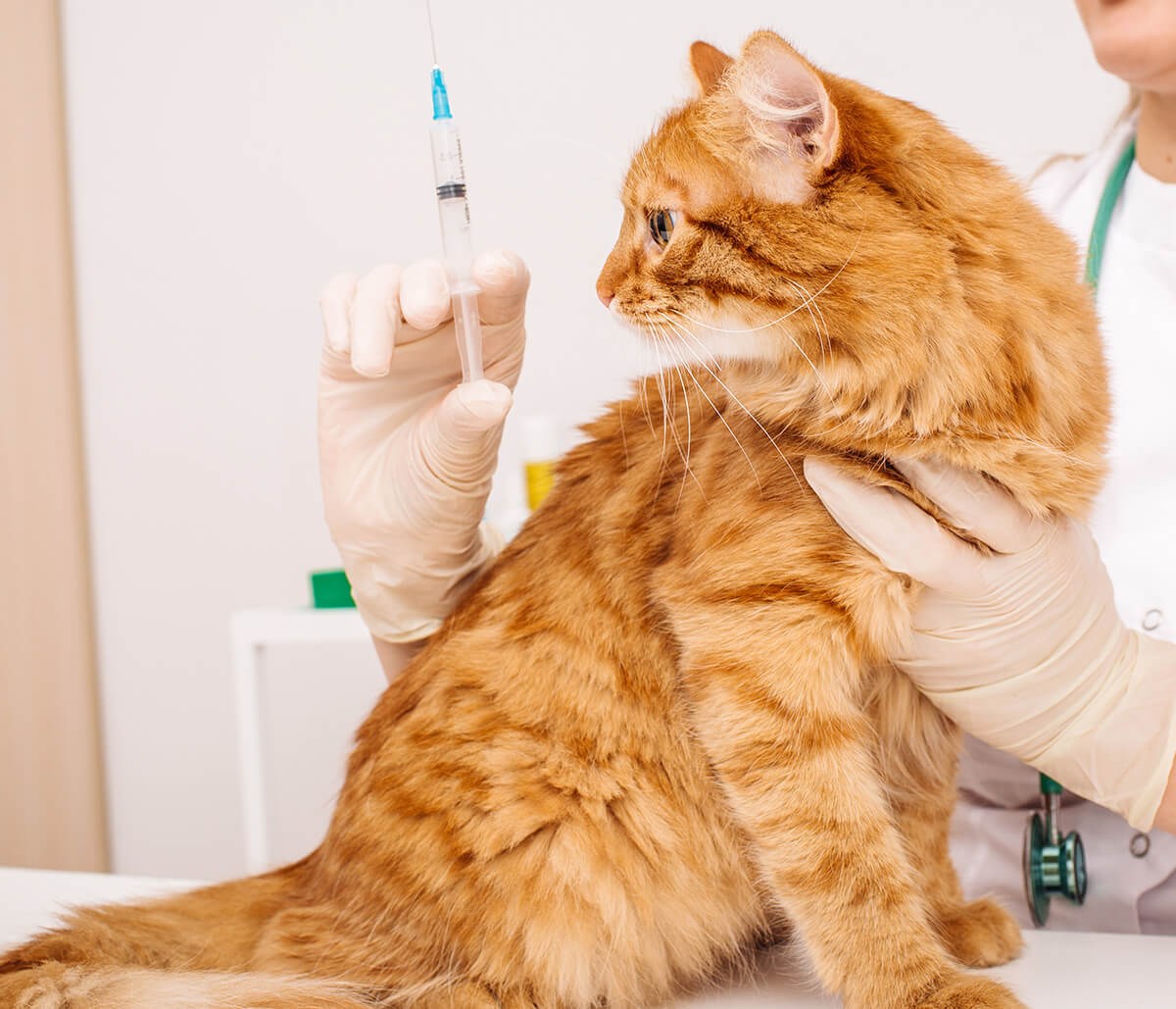 Бесплатные прививки для кошек в москве. Вакцинация кошек. Прививка для кошек. Вакцины для кошек. Сбор на вакцины кошкам.