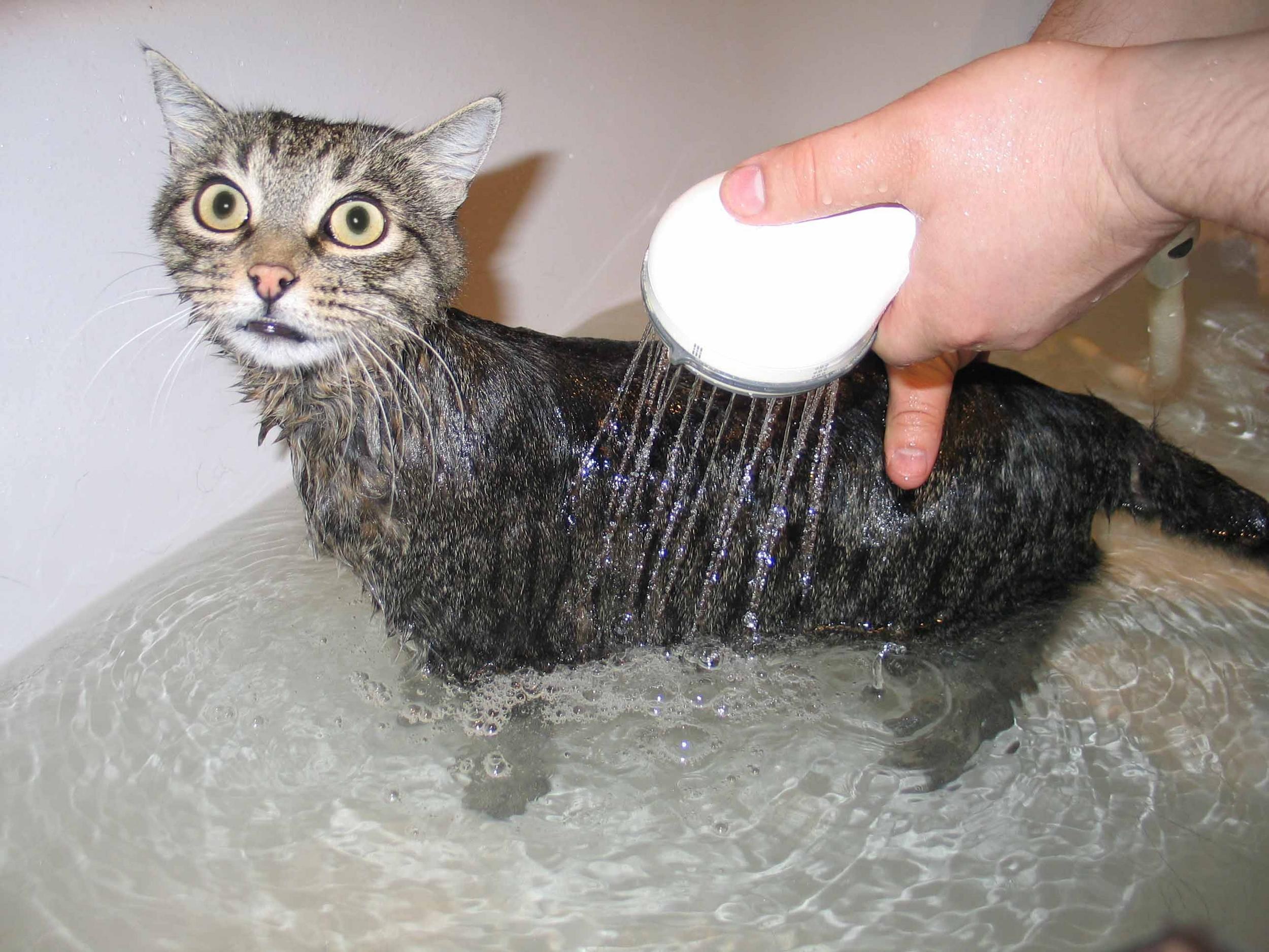 Через сколько можно мыть котов. Мытье кошки. Кошка Купае. Помытый кот. Купание кота.
