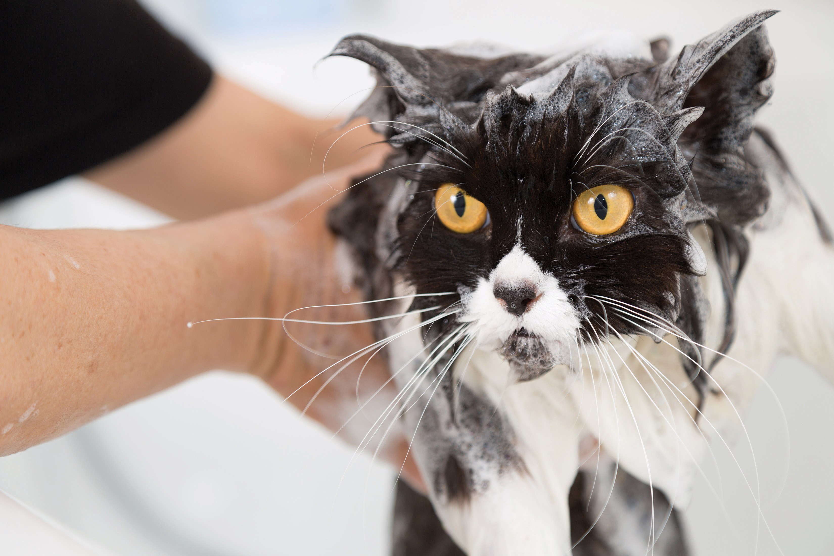 Моем кошке голову. Купание кошки. Мытье кошки. Кошка моется. Вымытый кот.