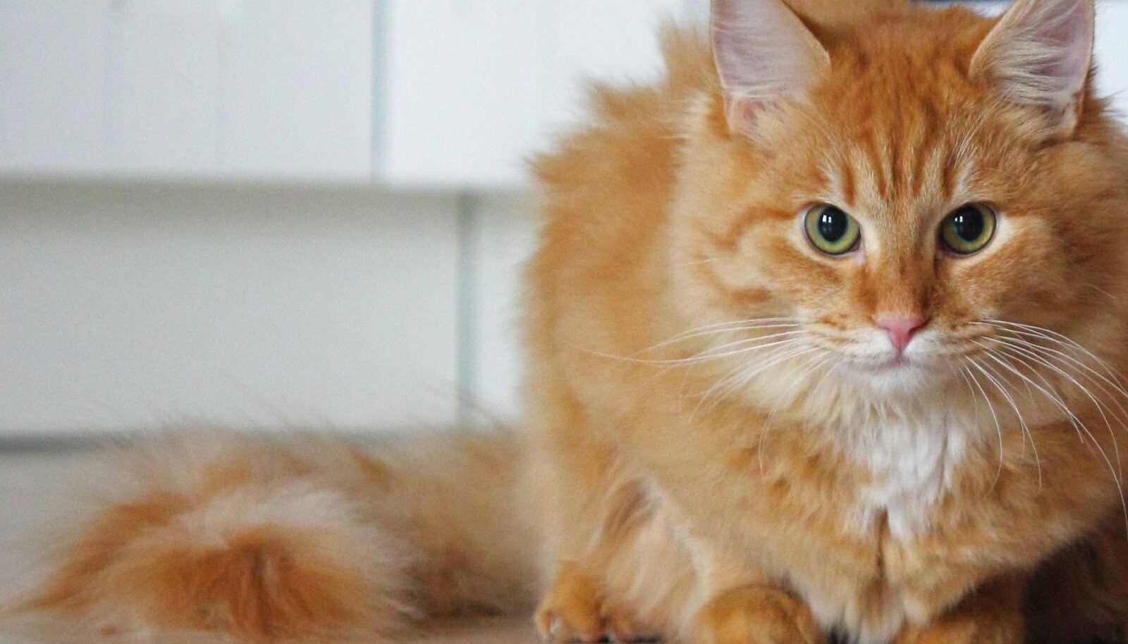 Порода кошек с рыжей шерстью. Сибирский Мейн кун рыжий. Европейская длинношерстная кошка рыжая. Ангорская Сибирская кошка рыжая. Рыжий длинношерстный Сибирский кот.