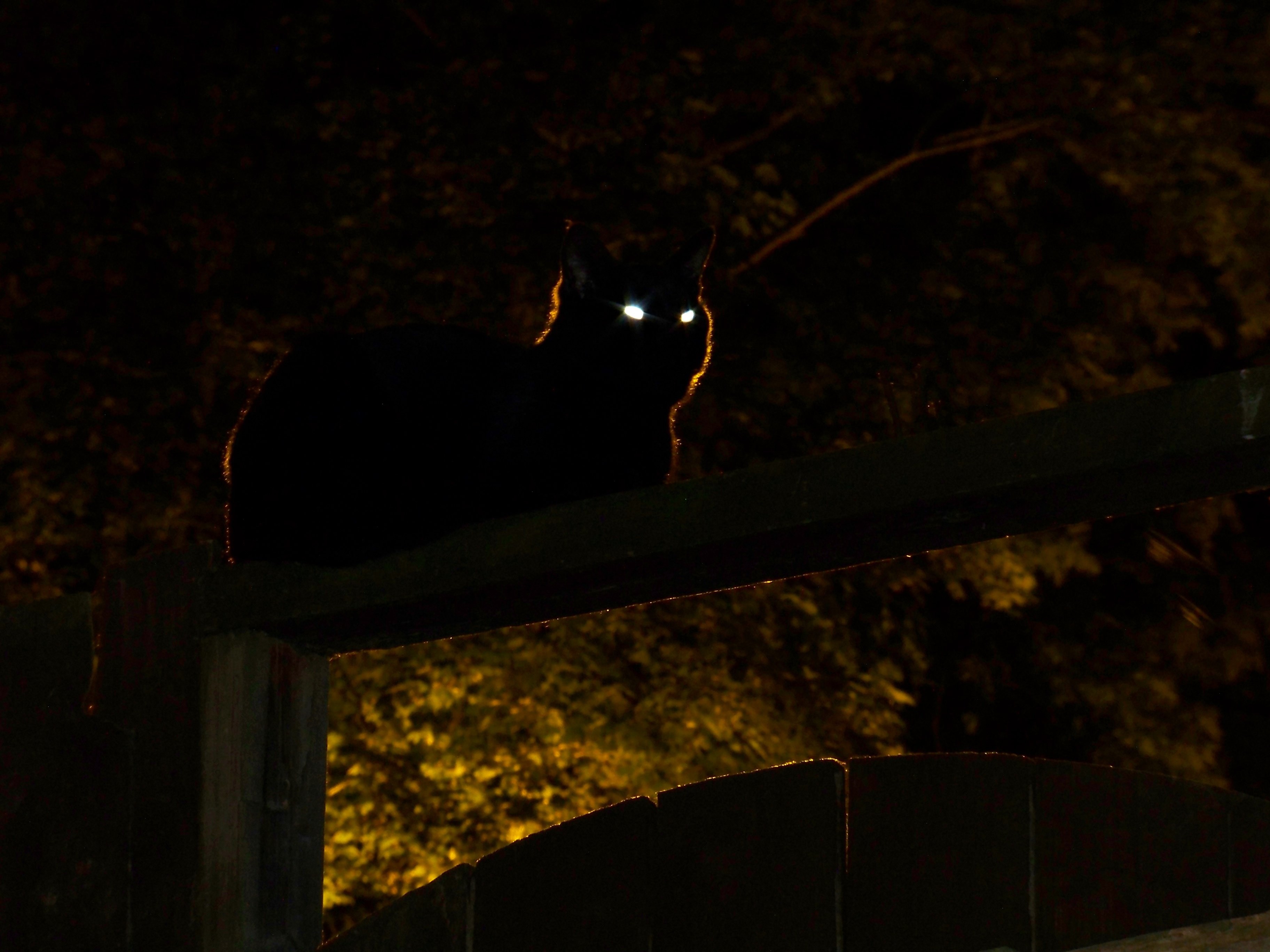 Хочу светящиеся глаза. Кошка со светящимися глазами. Кошка в темноте. Черный кот со светящимися глазами. Глаза кошки в темноте.