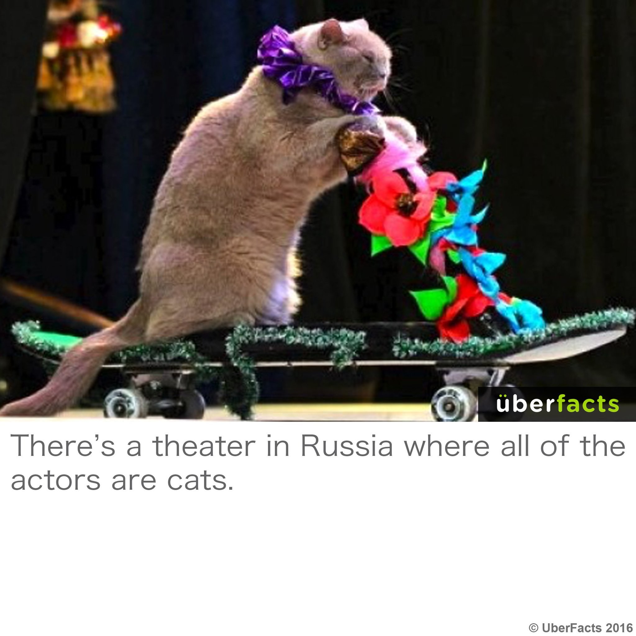 Дрессированные кошки куклачева. Театр кошек Юрия Куклачева. Куклачев театр кошек. Цирк коты Куклачева.