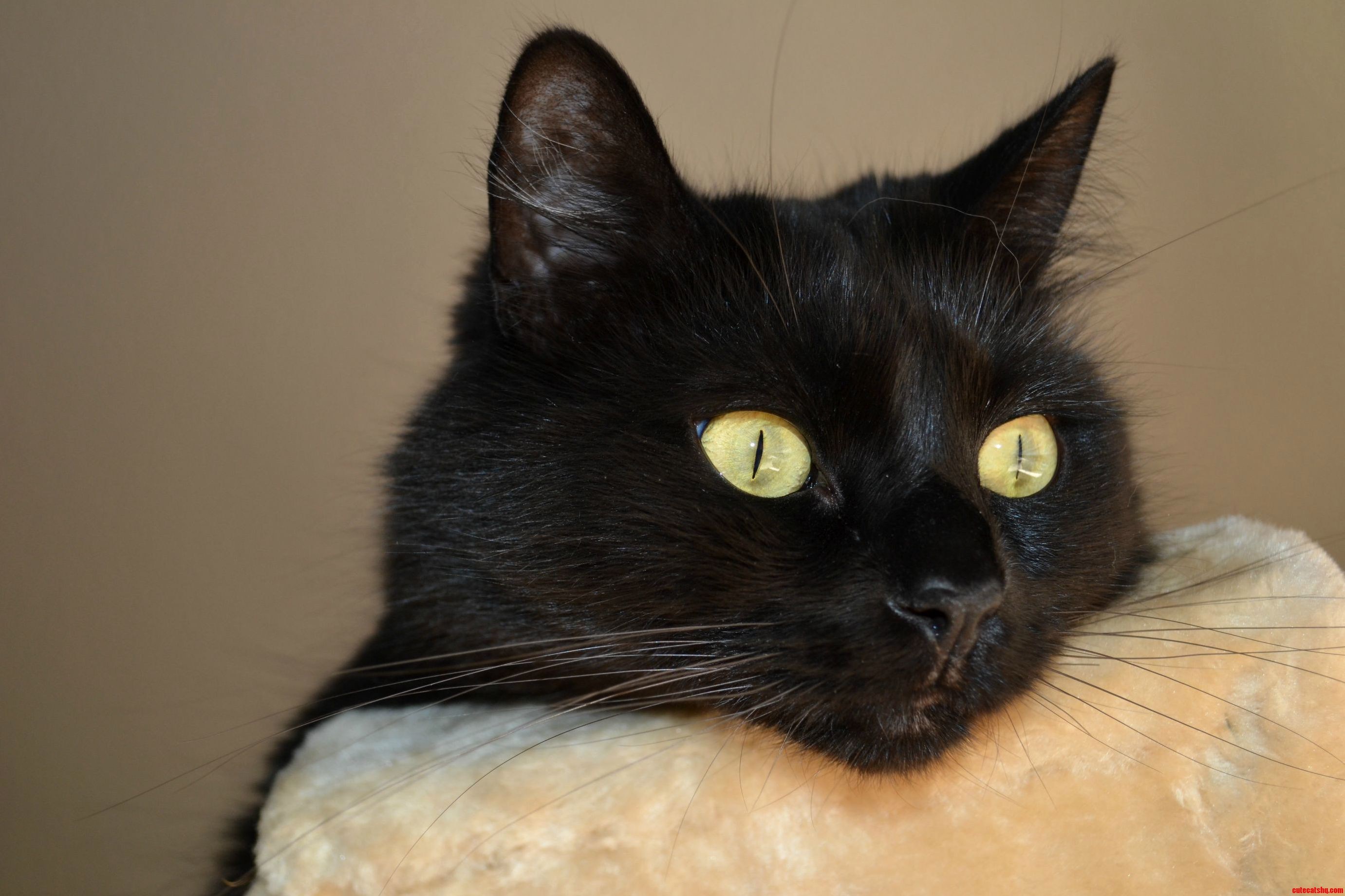 Черная кошка в доме хорошо. Черная кошка. Черный домашний кот. Черные коты домашние. Черная кошка домашняя.
