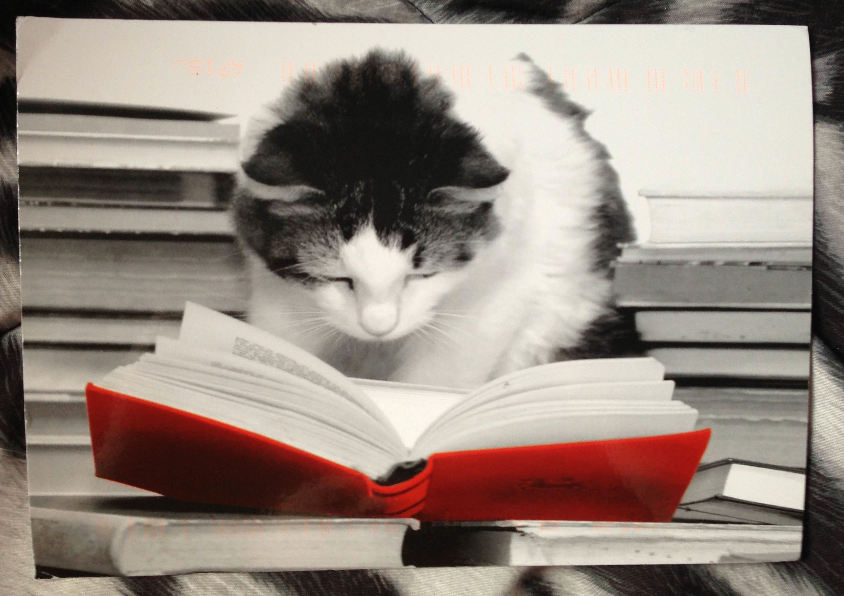 Читатель наконец. Кот с книжкой. Кот читает. Книги про кошек. Котёнок с книжкой.