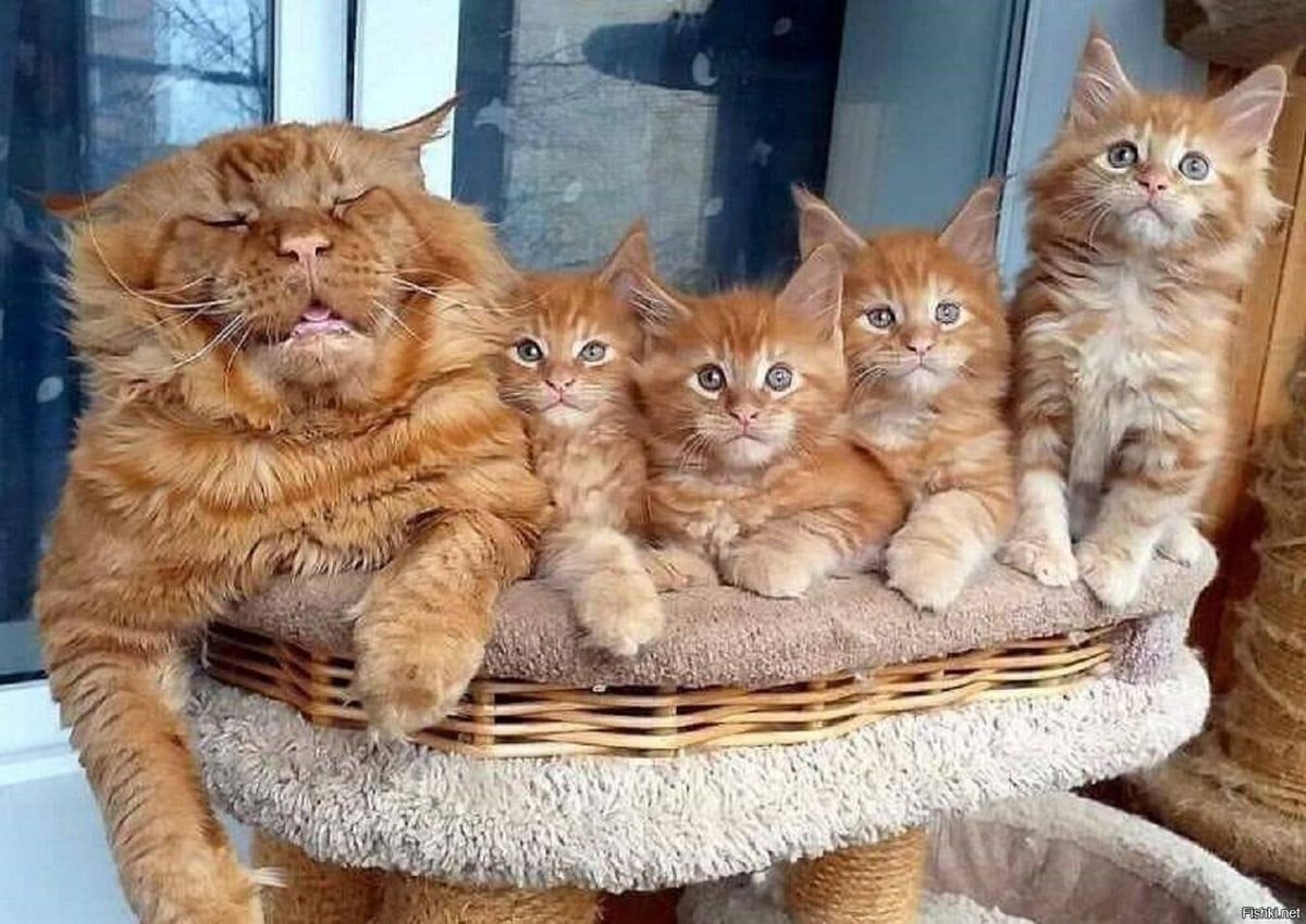 4 кота картинка