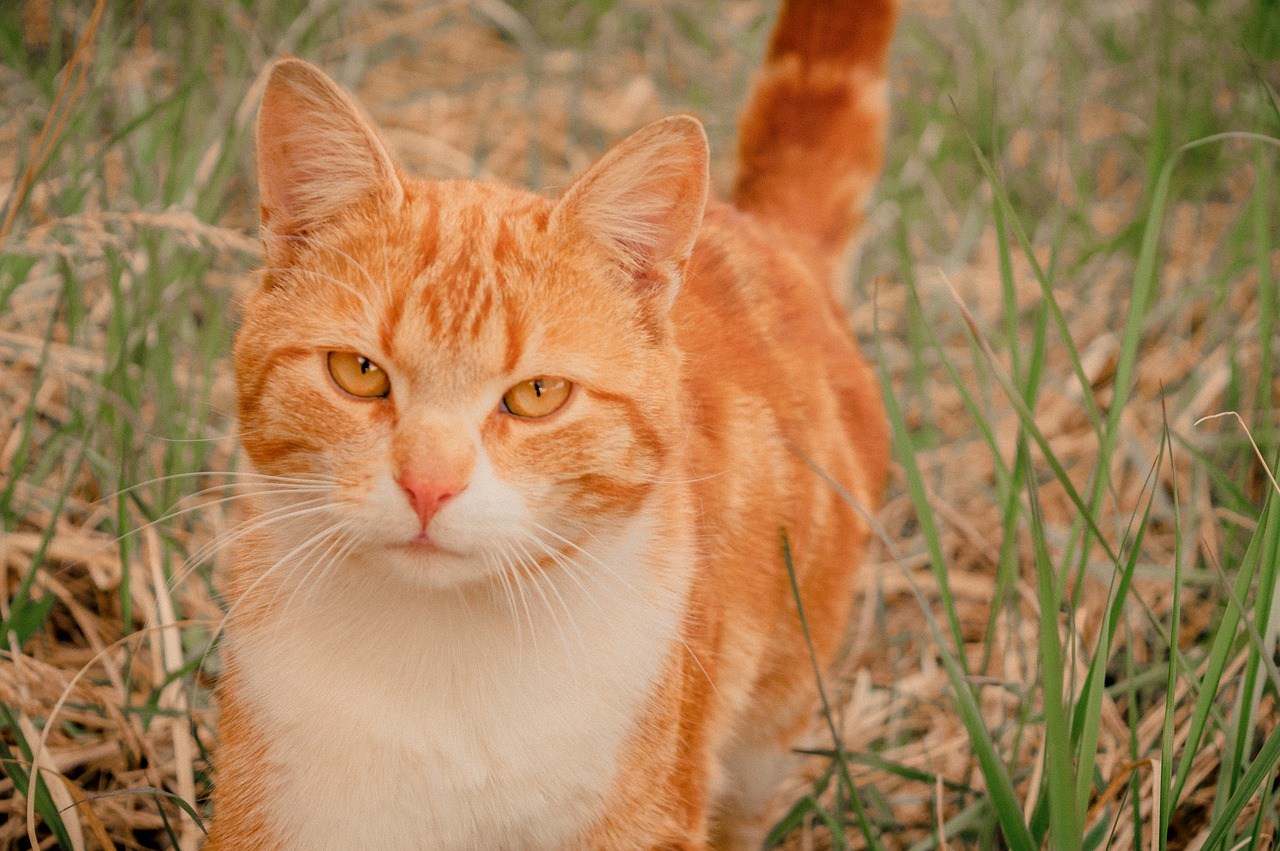 Говорите рыжего кота. Европейская короткошерстная кошка рыжая. Европейский короткошерстный кот рыжий. Европейская короткошерстная табби рыжий. Кот рыжий Рыжик короткошерстный.