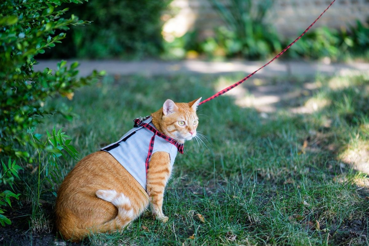 Кошка хочет гулять. Выгуливание кошек. Кошка на прогулке. Поводок для кошек. Поводок для кошек для прогулки.