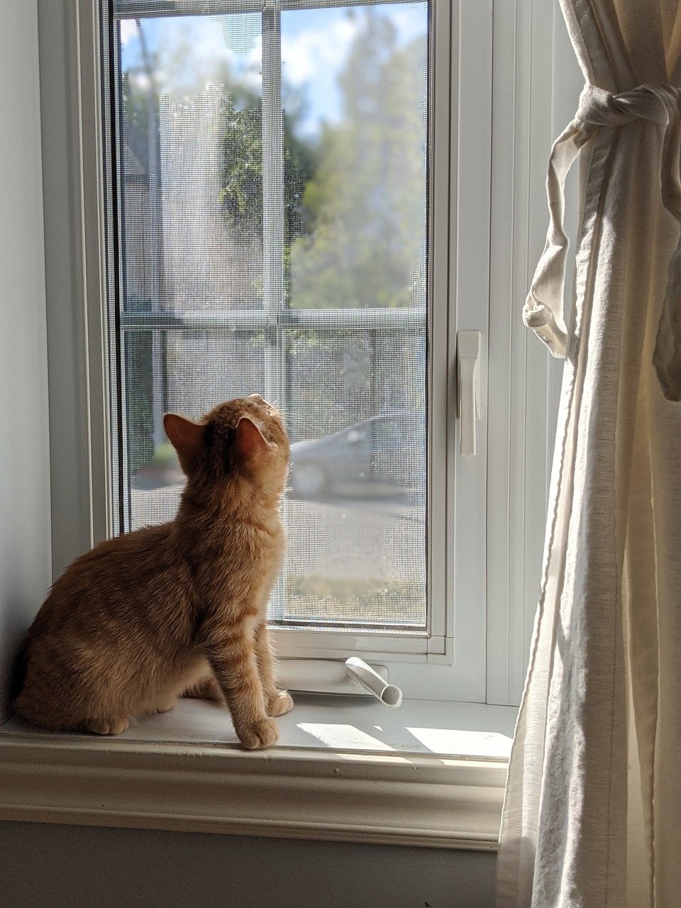 Пэт окно. Кот на окне. Кот ждет у окна. Жалюзи кошка. Кот у окна Lori цвета.