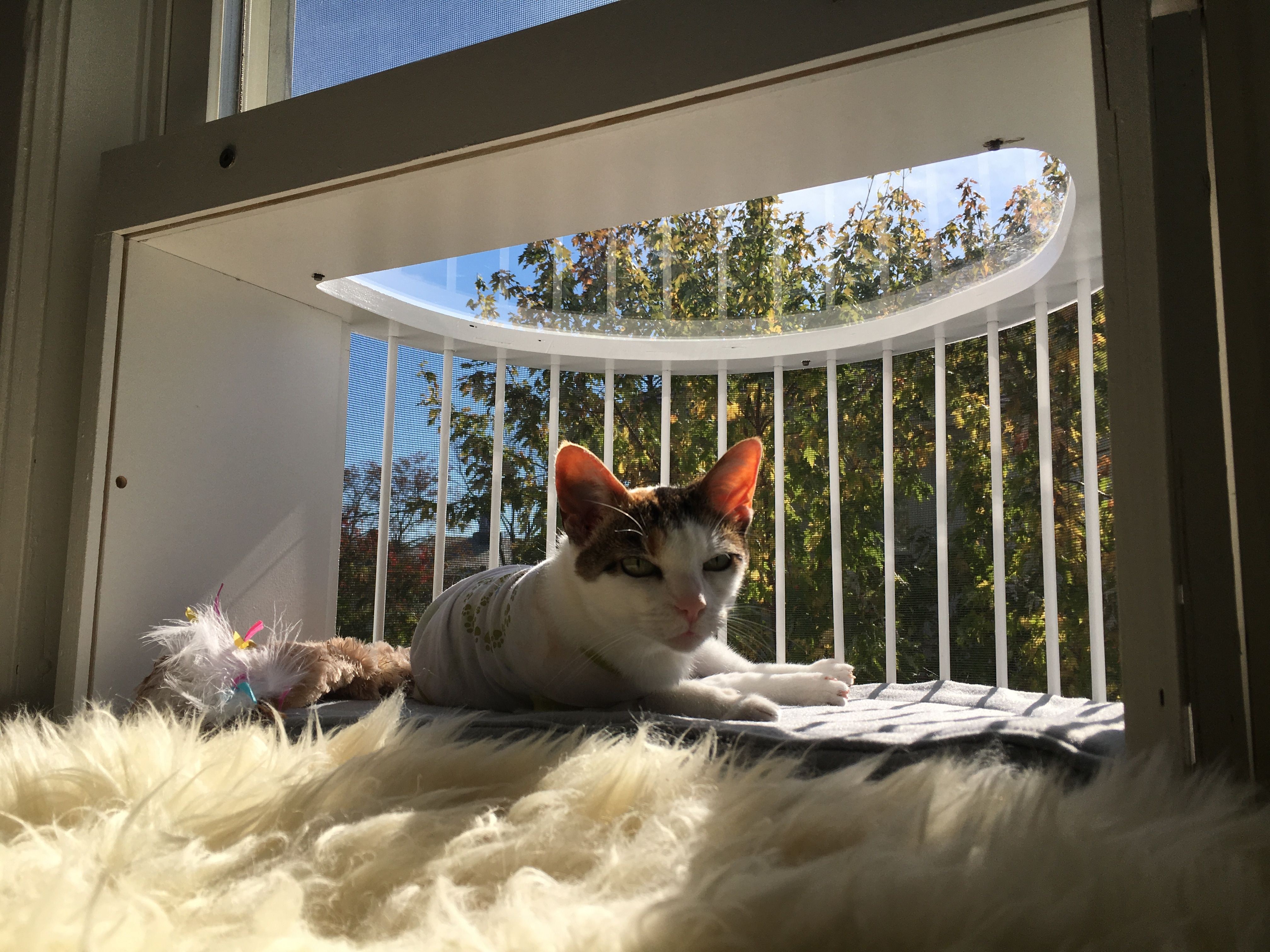 Кошачий балкон. Балкон для кошек. Балкончик для кошки на окно. Кот на окне.