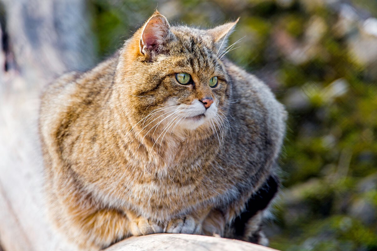 Лесной кот Felis Silvestris. Шотландская Дикая Лесная кошка. Канадский Лесной кот. Европейский Лесной кот камышовый.