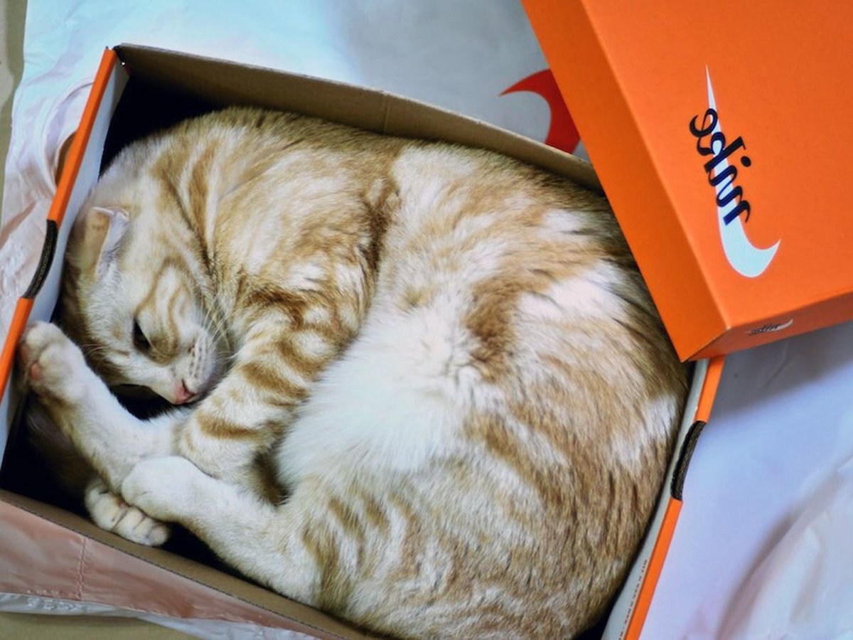 Кошка спит в коробке