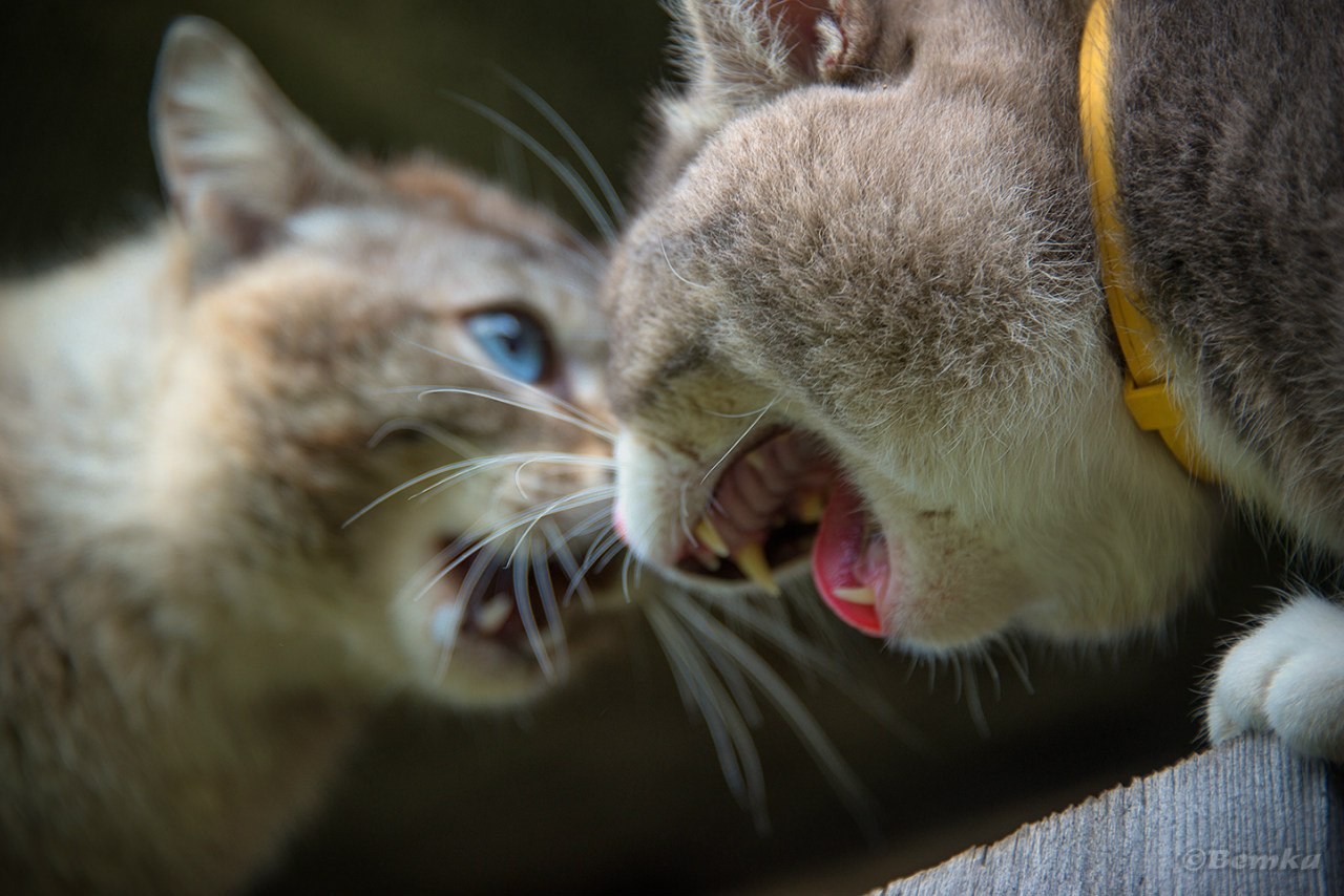 Коты дерутся. Кошачья драка. Две кошки ругаются. Конфликт котики. Кот дерется.