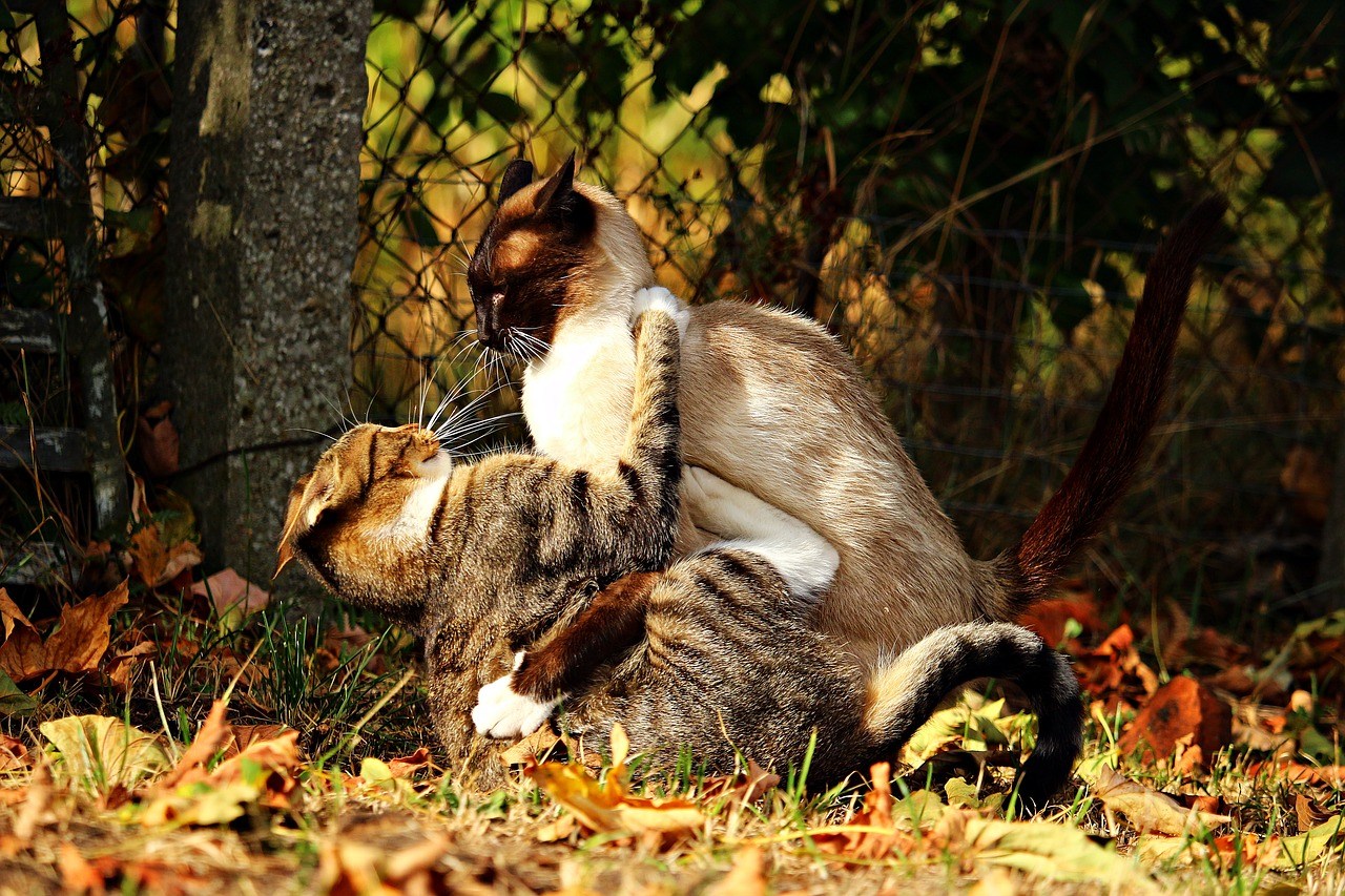 Коты дерутся картинка