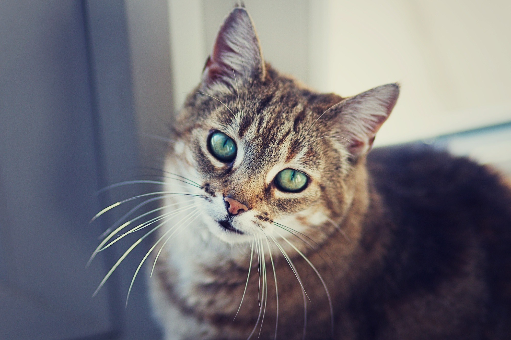 Картинки котов. Кот. Котики картинки. Портрет кошки. Кошка с красивыми усами.