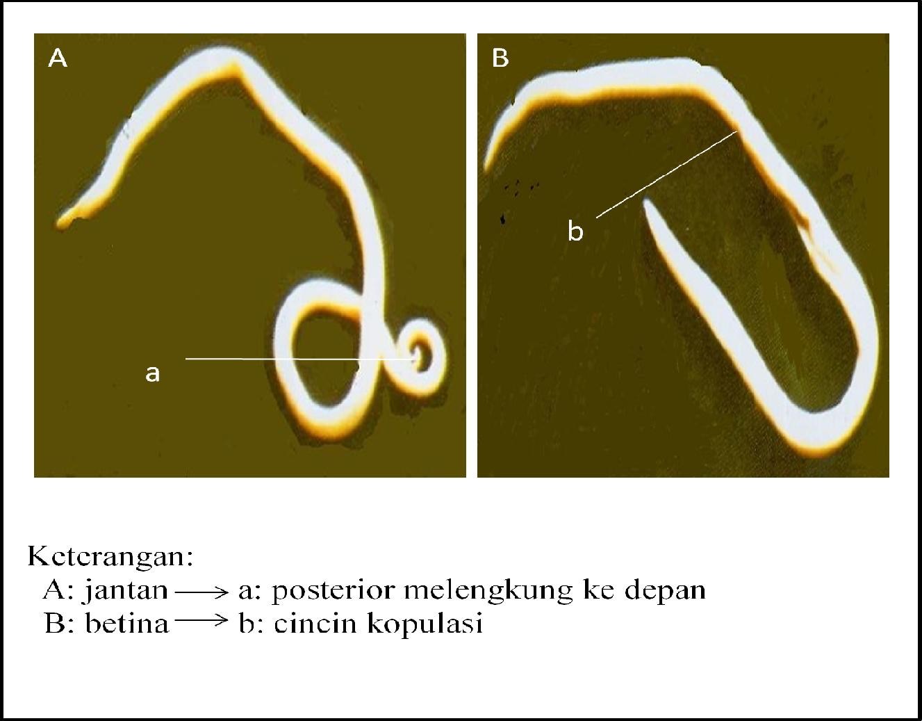 Какие глисты есть у кошки. Ascaris lumbricoides, necator americanus и Ancylostoma duodenale.. Кошачьи глисты анкилостома. Острицы, власоглав, аскариды. Глисты у кошек анкилостома.