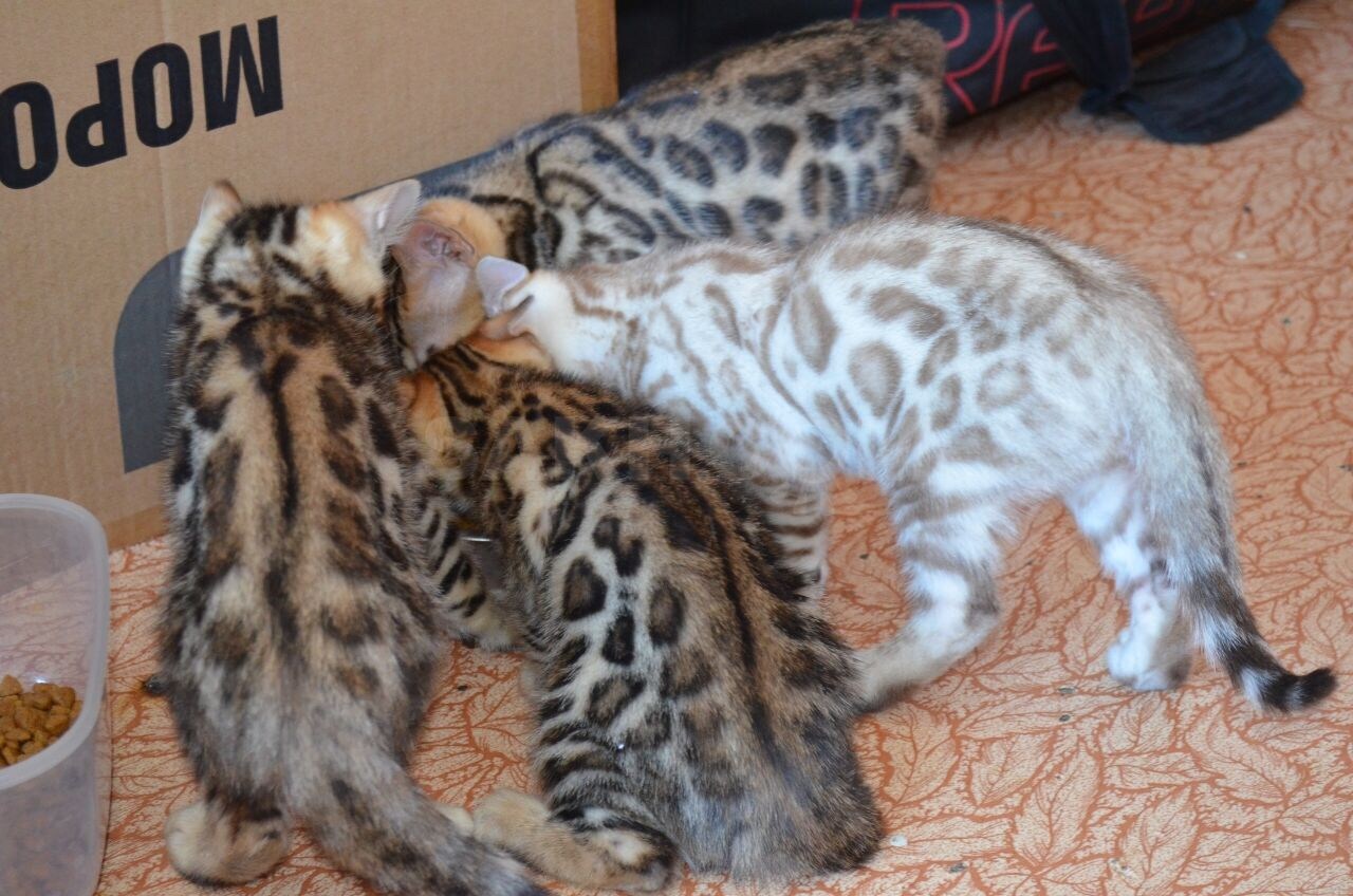 Новорожденные котята бенгала Линкс