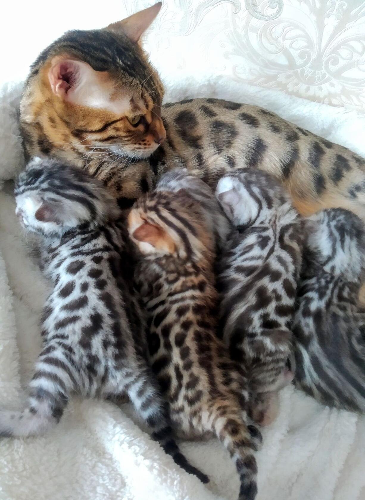 Новорожденные бенгальские котята - картинки и фото koshka.top