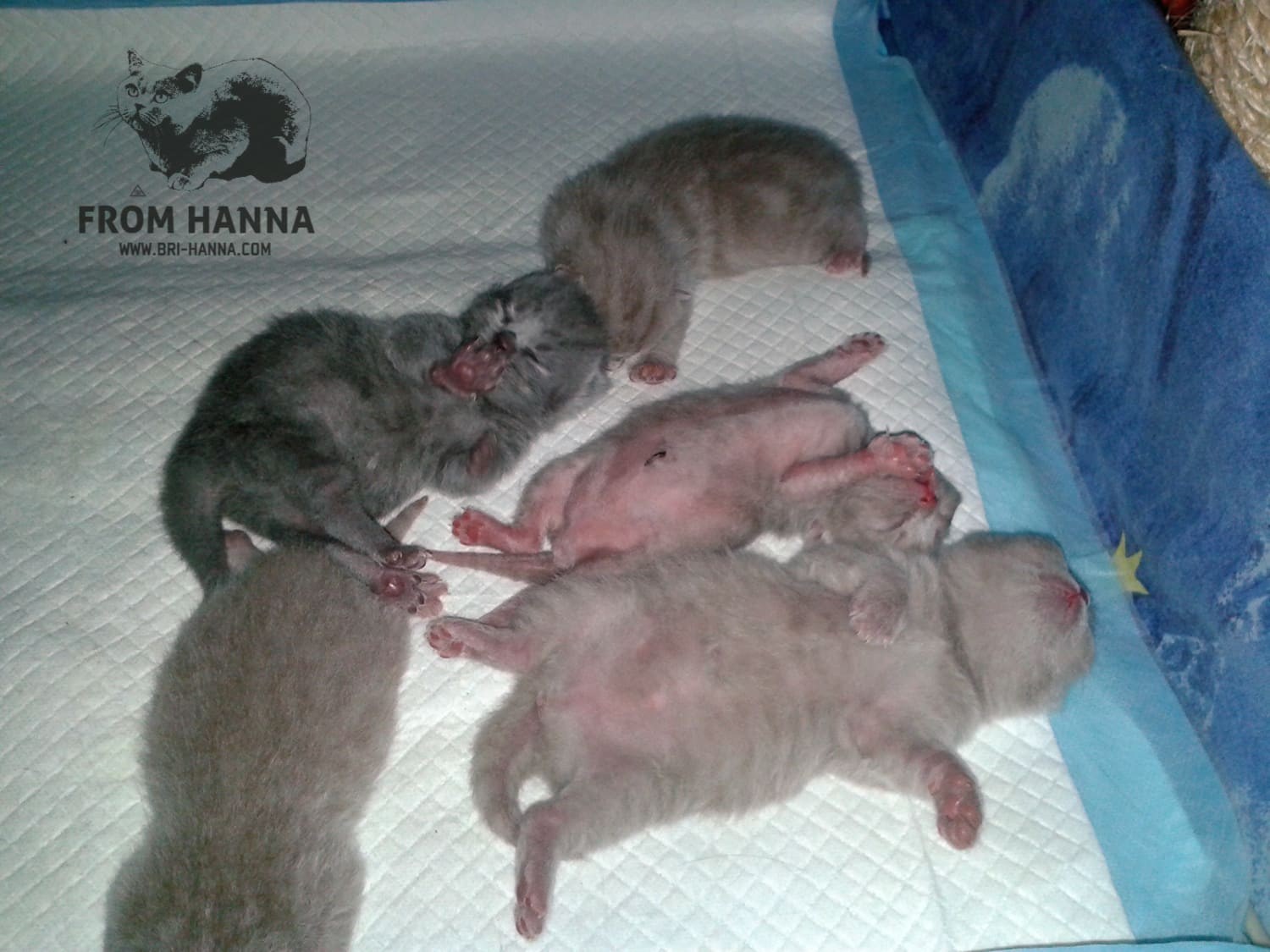 Вес новорожденного котенка. Новорожденные британские котята. Новорождённые котята британцы. Новорожденные котята. Британские котята неделя от роду.