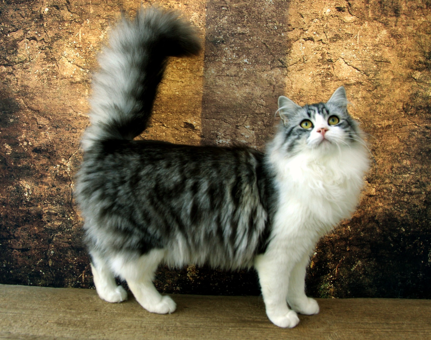 сибирский окрас кошек фото