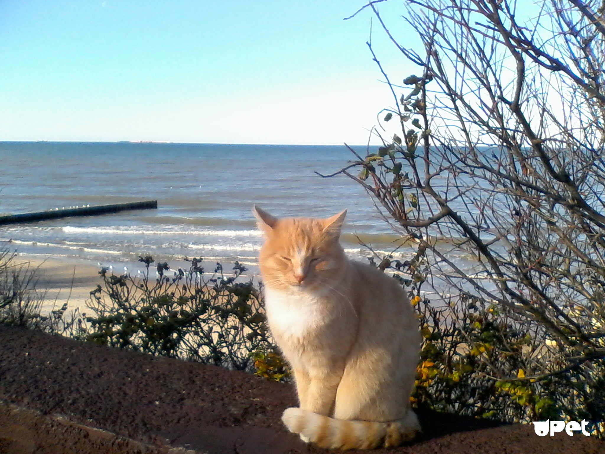 Кот живёт на набережной в Балтийске