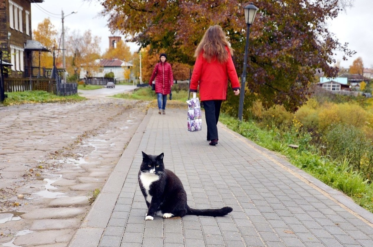 Найти кота в городе. Кошка на улице. Уличные коты. Городские коты. Кошки на улицах города.