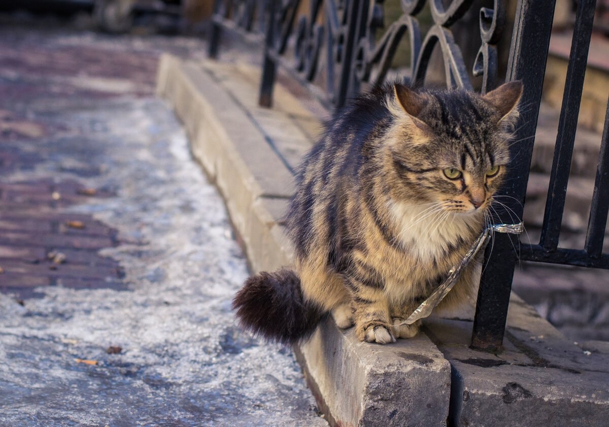 Кошечка на улице. Коты на улице. Котенок на улице. Смешные котики на улице. Грустный котенок на улице.