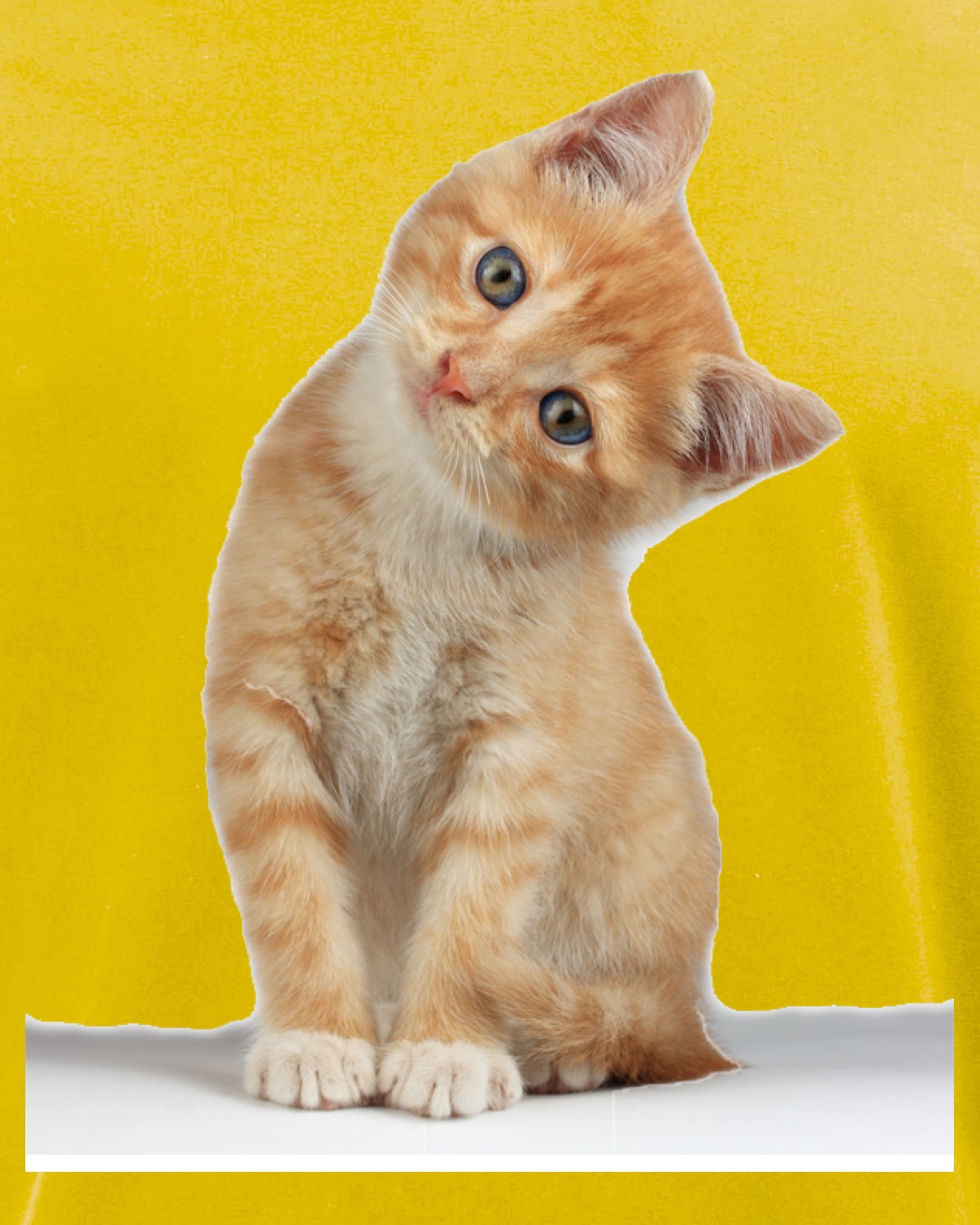 Кошечка желтая. Желтый кот. Желтая кошка. Персиковый кот порода метис. Покажи желтую кошку.