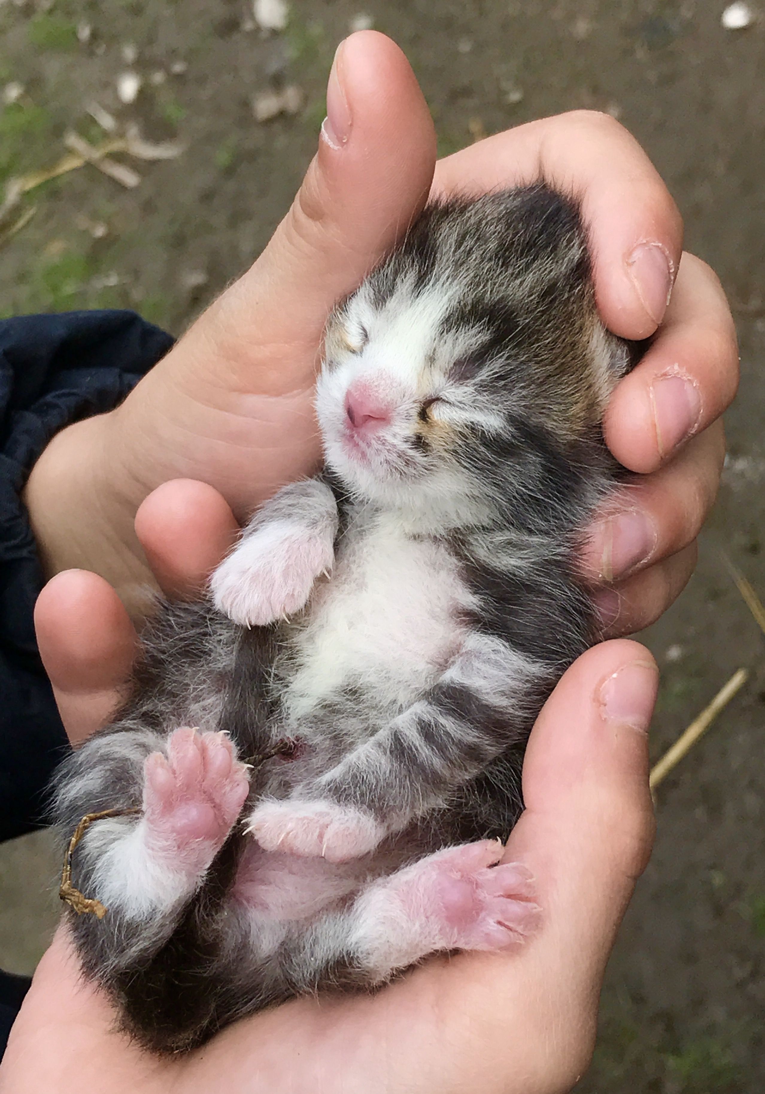 Коты родились. Новорожденные котята. Новорожденный котенок. Слепые котята. Новорожденные пушистые котята.