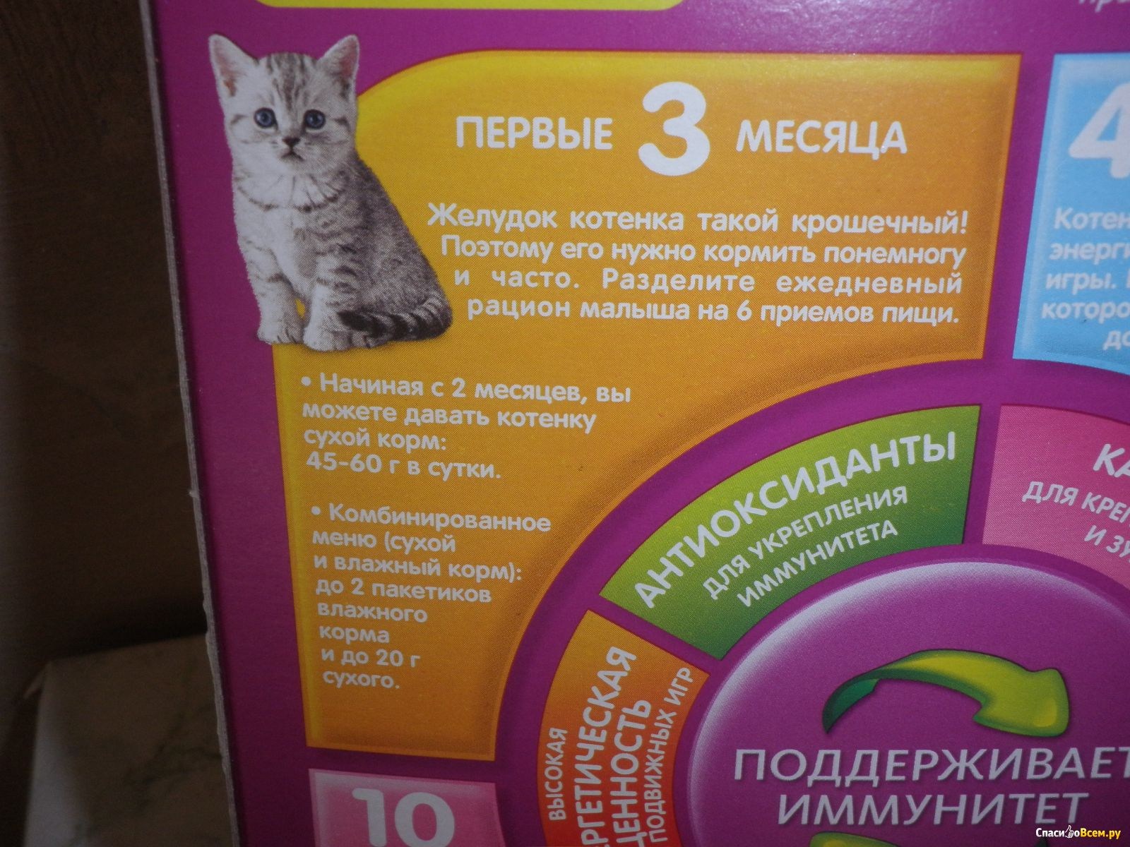 Чем кормить кошку 1 месяц. Питание котенка. Правильный рацион для котенка. Кормление котят кормом. Правильное питание для котят.