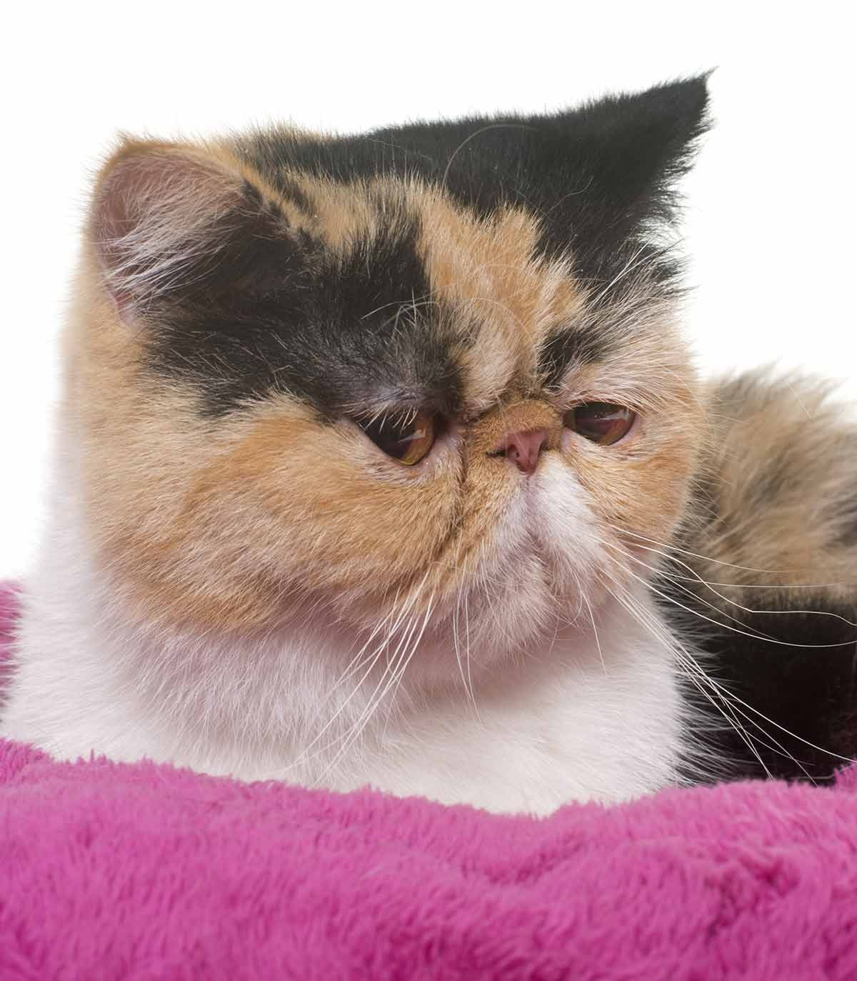 Персидская кошка экзот трехцветная