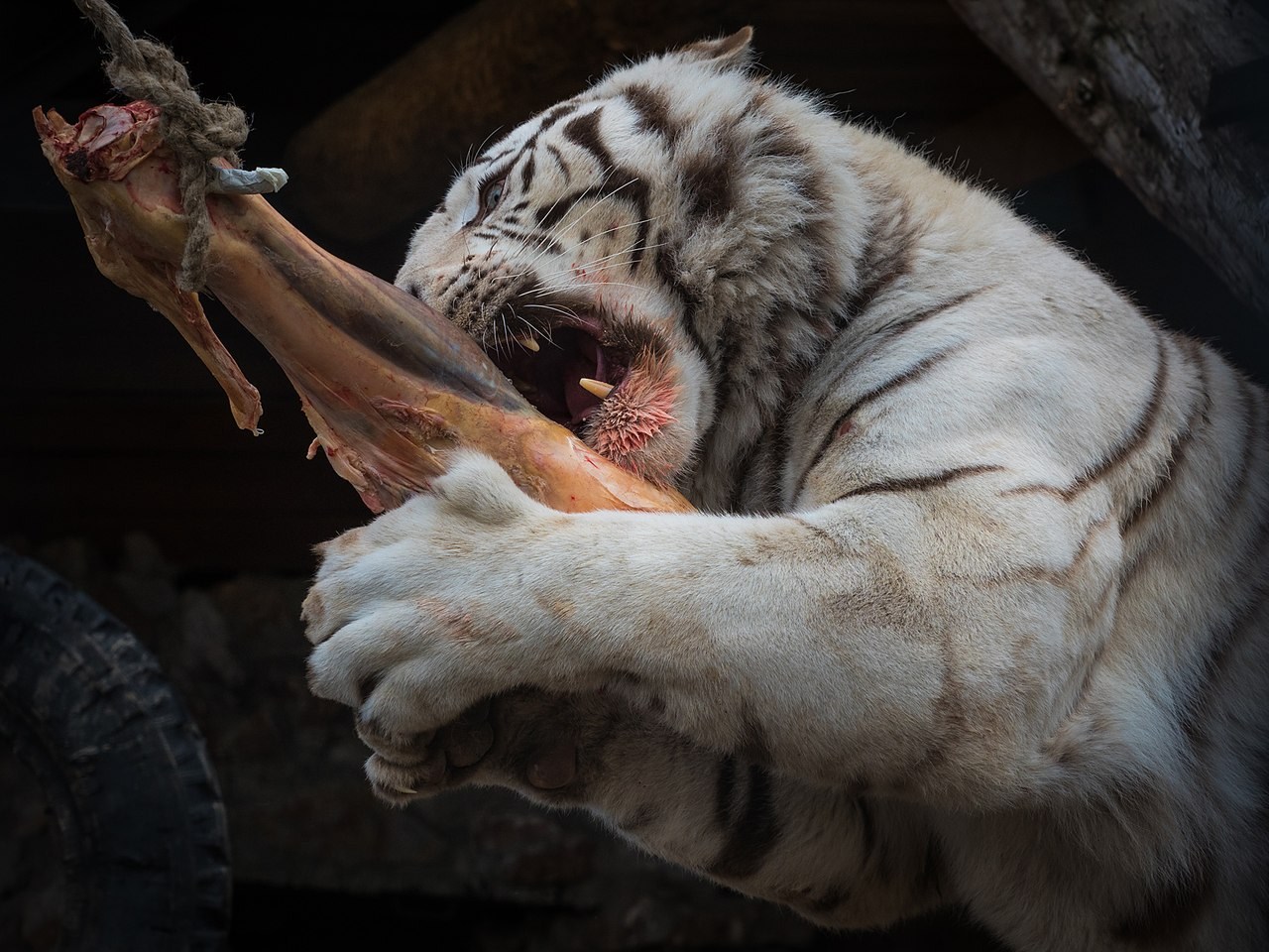 Тигр есть мясо. Белый тигр. Белый тигр охотится. Бенгальский тигр ест.