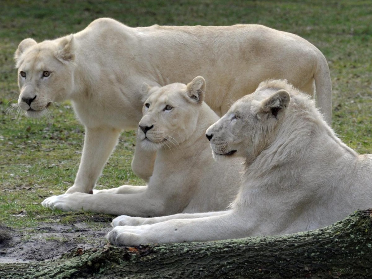 Прайд белых Львов