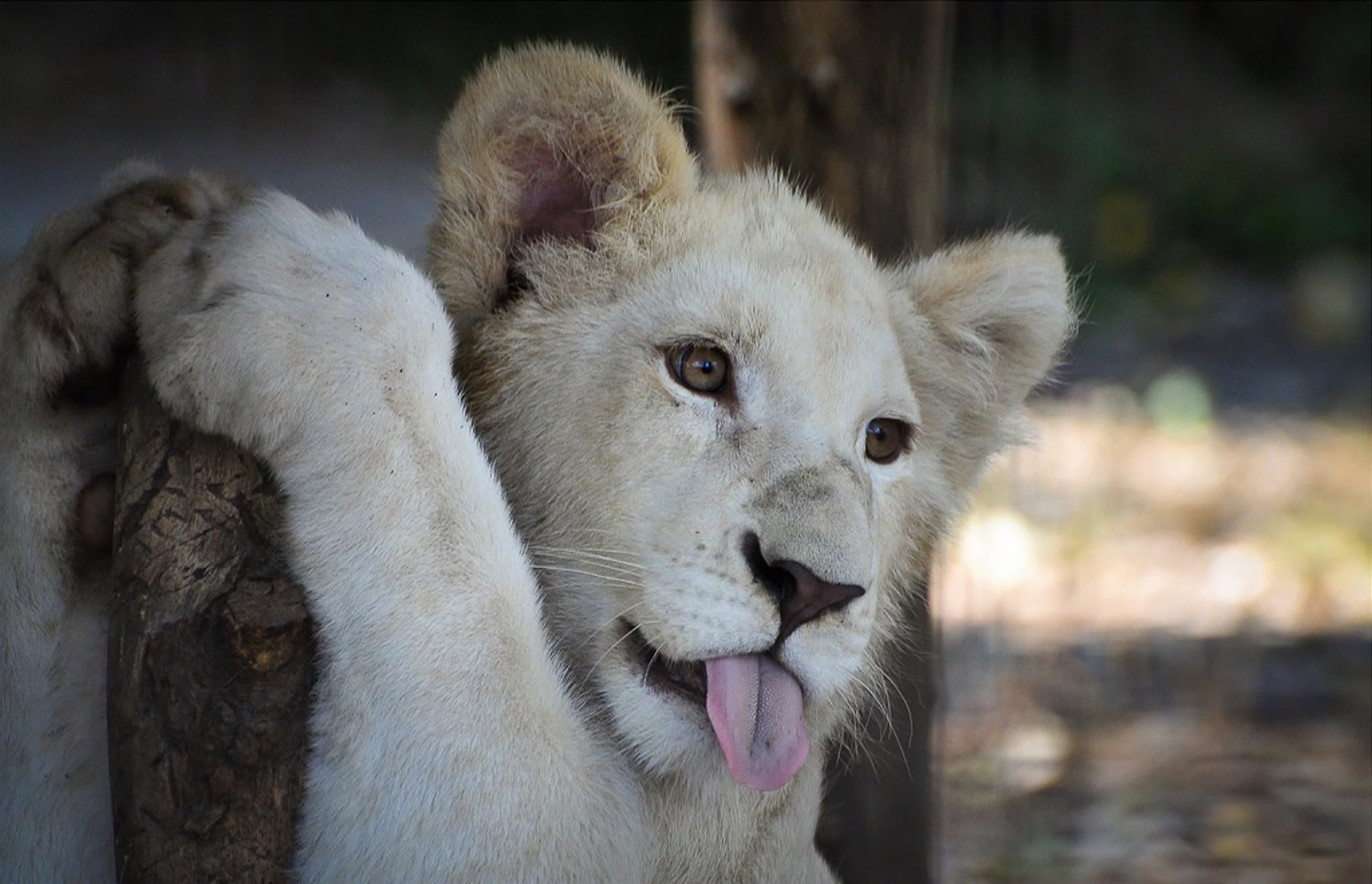 White lion. Белый Львенок альбинос. White Lion 2010. Львица альбинос. Африканский белый Лев.