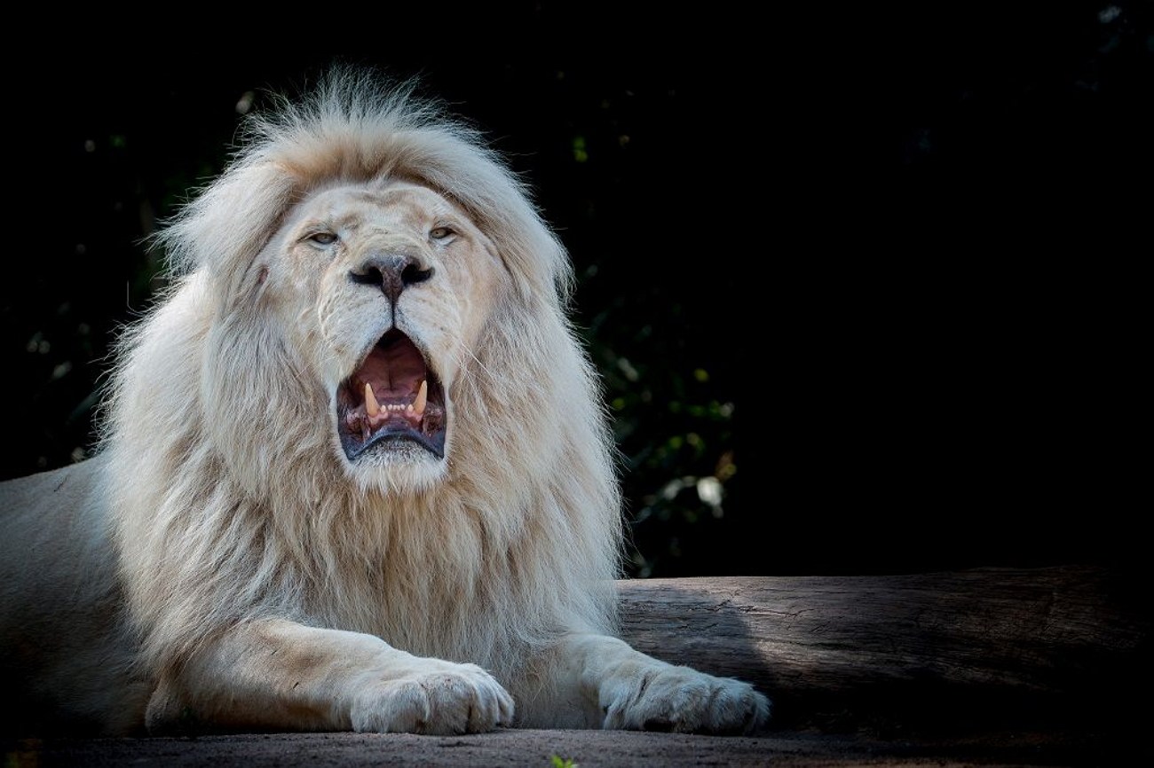 White lion. Лев альбинос. Белый Лев. Лев фото. Белый Лев фото.