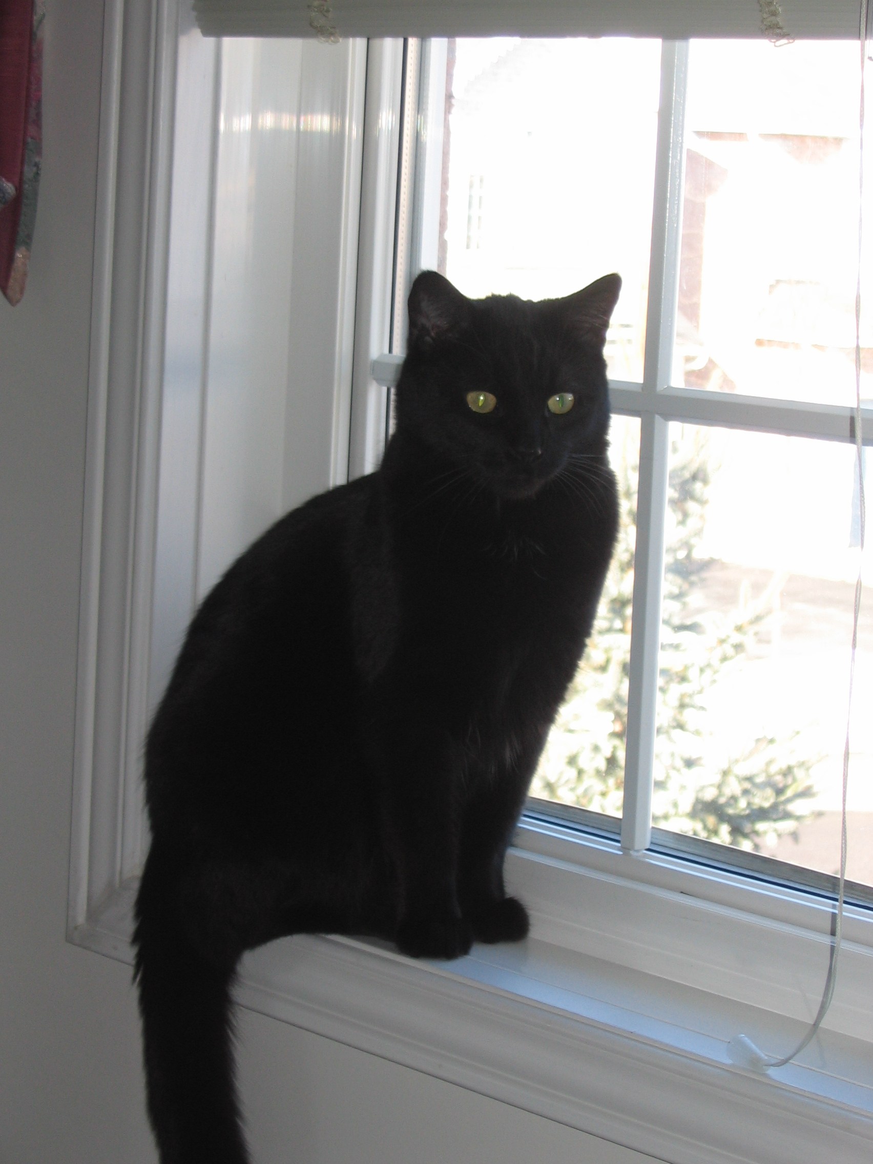 черная кошка в интерьере