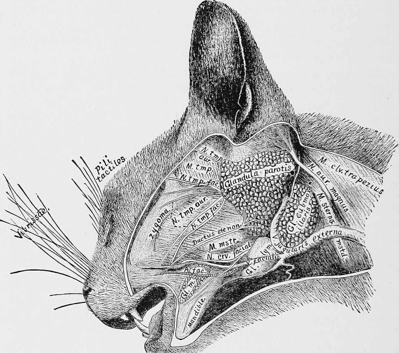 Анатомия кошачьей головы