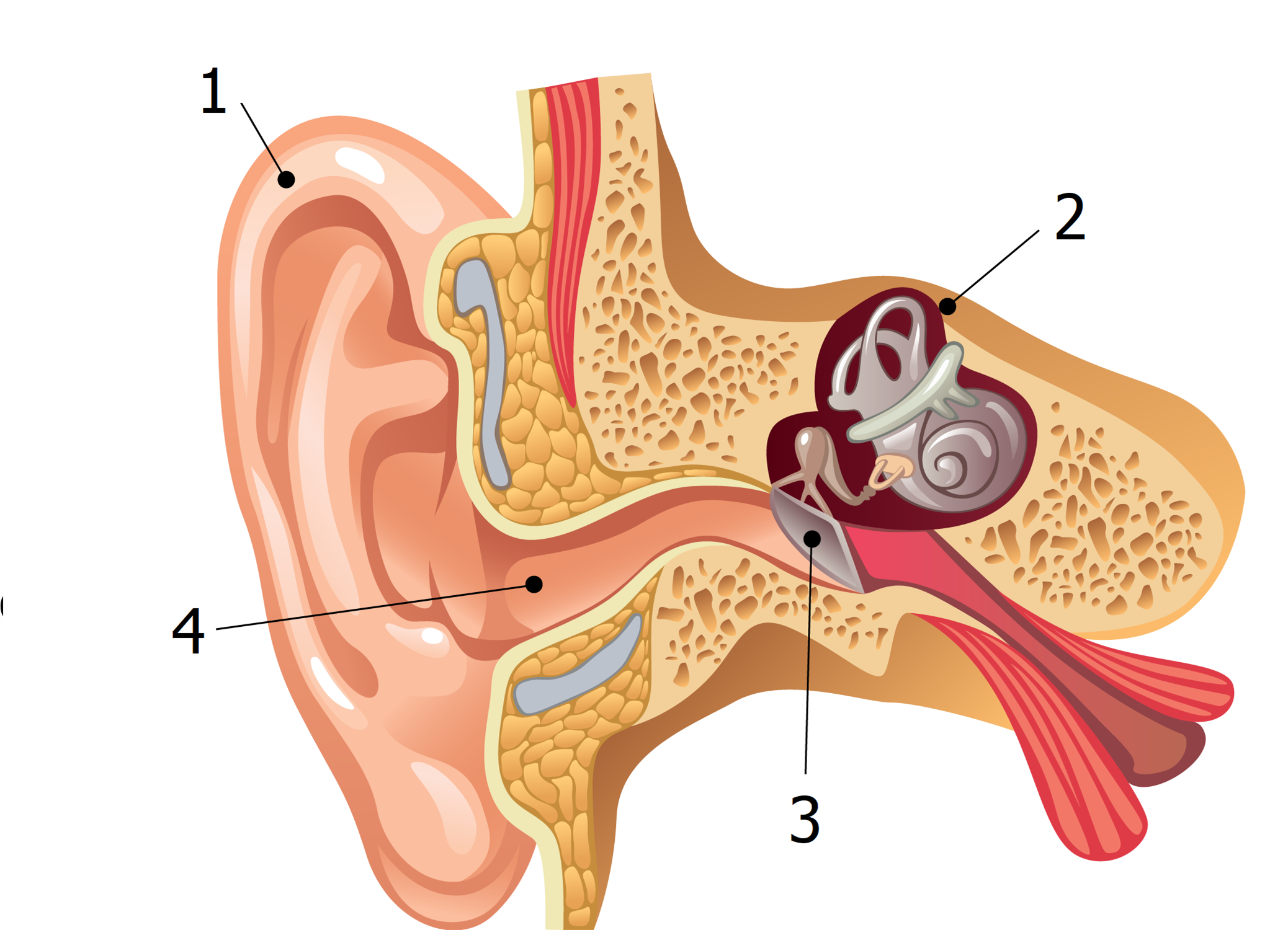 Строение ушной раковины животных. Строение уха. Строение уха свиньи. Эндолимфа внутреннего уха.