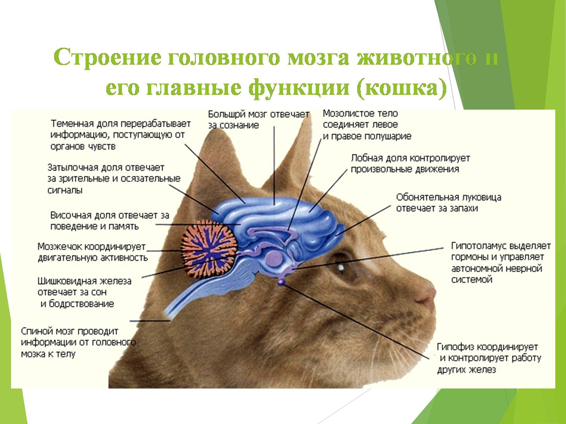Строение головного мозга кота