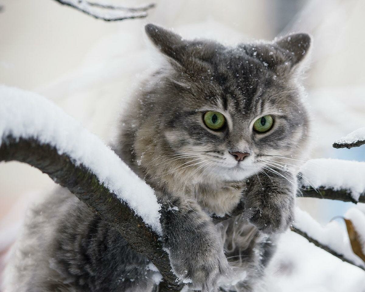 Зимнее утро весело. Кот в снегу. Зимние котики. Котенок в снегу. Кот зимой.