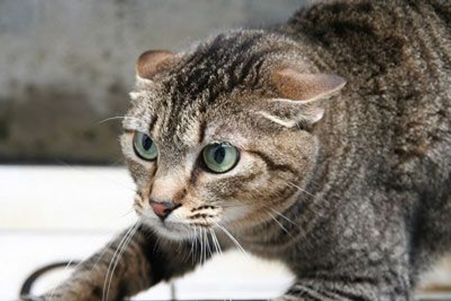 Поведение кошки перед. Кот поджал уши. Кошка с прижатыми ушами. Прижатые ушки у кошки. Коты с ушами.