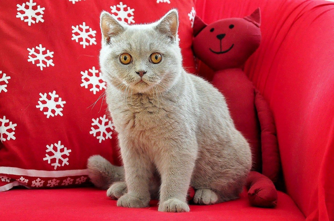 Британская короткошерстная кошка кот