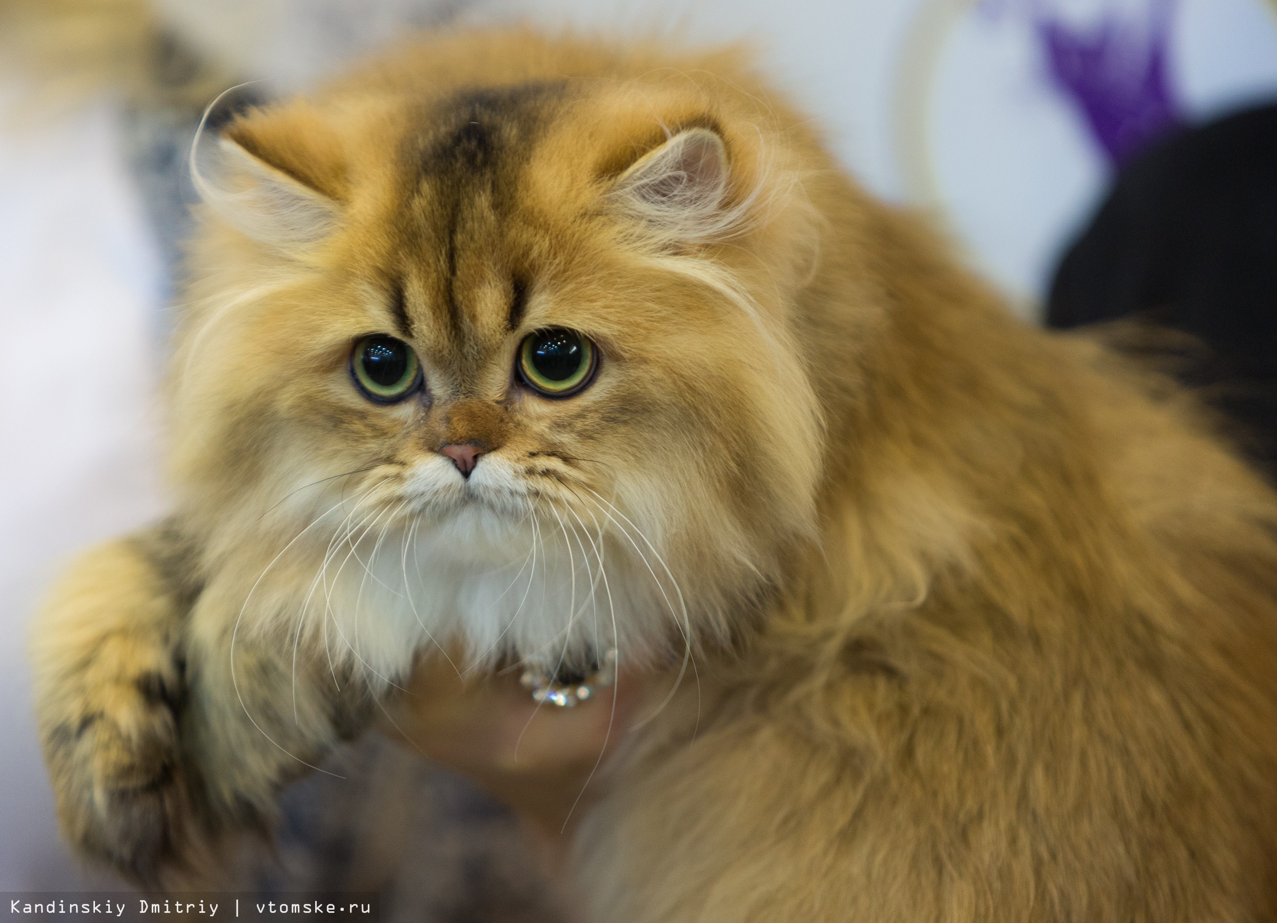 Кошка самой редкой породы. Редкие кошки. Пушистые кошки редких пород. Самые красивые породы котов. Самая красивая кошка в мире.